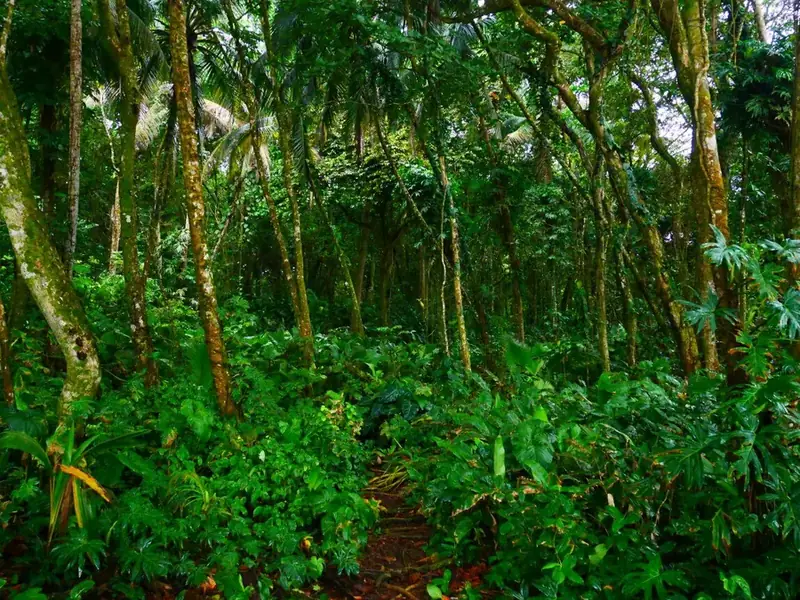 Dense forest seen from below: the foundations of an ecosystem