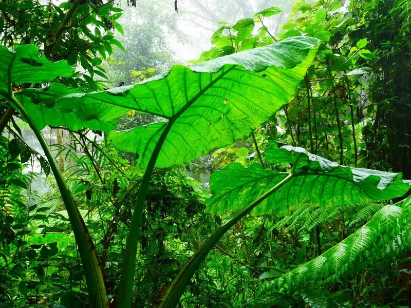 Leaf in the light: growth that captures energy